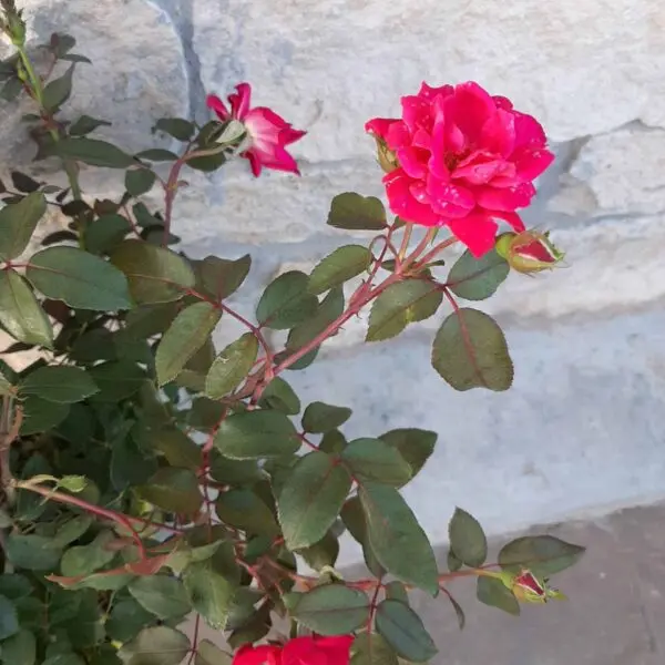 double red Knockout Rose.webp